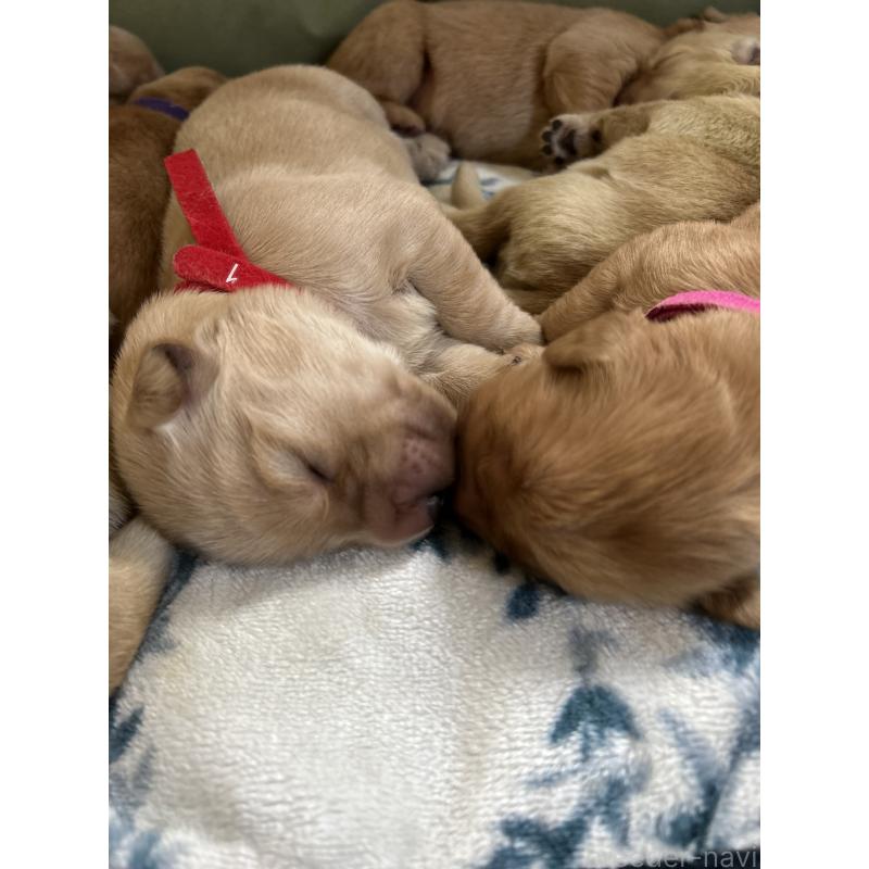 販売中の福岡県のゴールデンレトリーバー-438201の2枚目