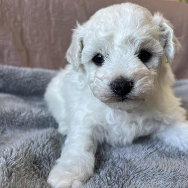 販売中の茨城県のビションフリーゼ-438202の5枚目