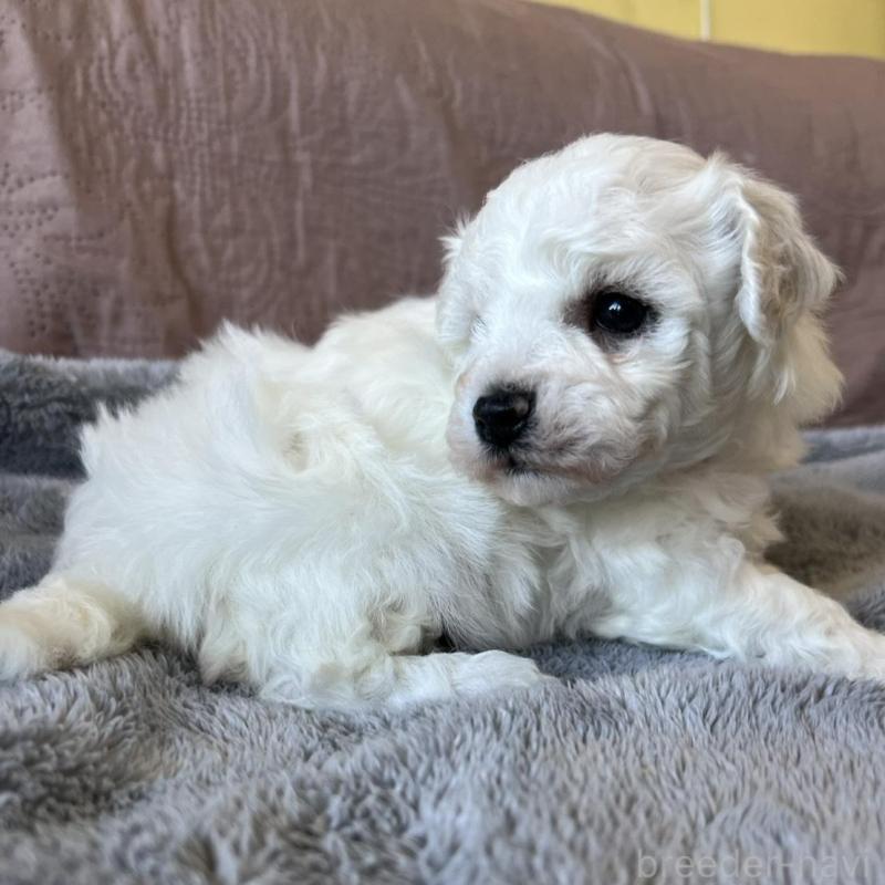 販売中の茨城県のビションフリーゼ-438202の4枚目