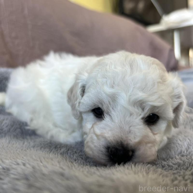 販売中の茨城県のビションフリーゼ-438202の3枚目