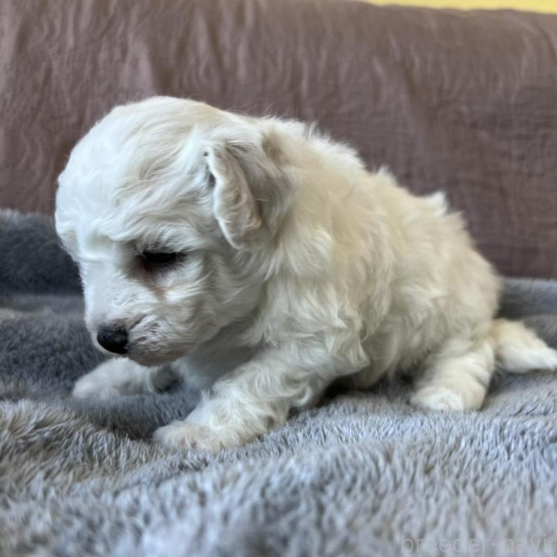 販売中の茨城県のビションフリーゼ-438202の2枚目