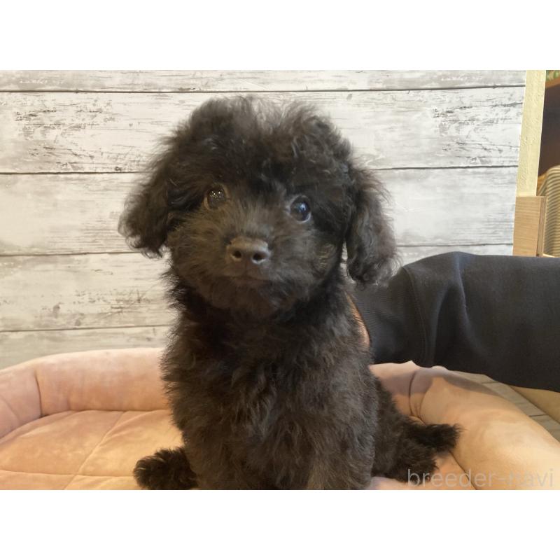 成約済の北海道のチワプー:チワワ×トイプードル-430772の4枚目