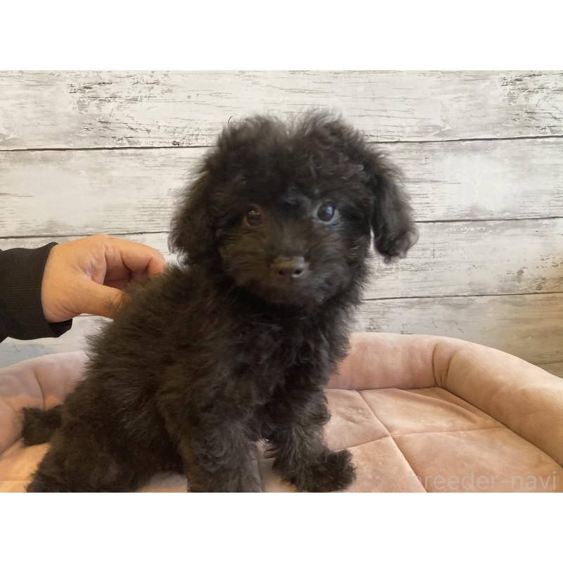 成約済の北海道のチワプー:チワワ×トイプードル-430772の3枚目