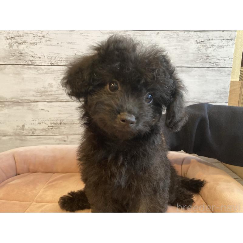 成約済の北海道のチワプー:チワワ×トイプードル-430772の2枚目