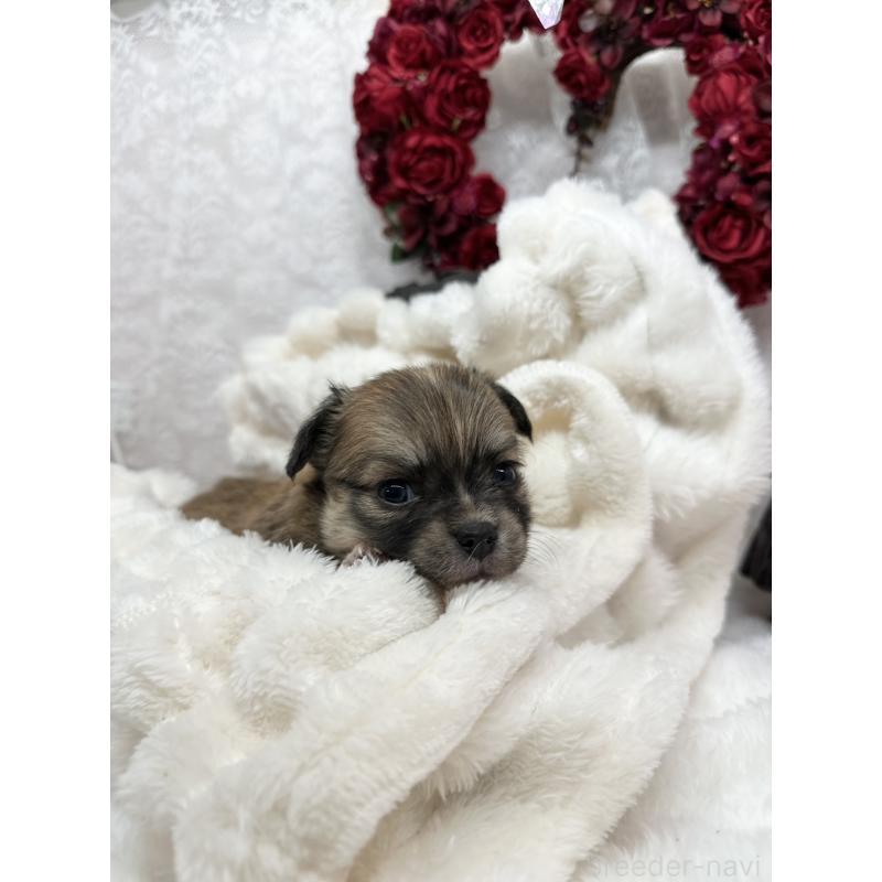 販売中の長野県のチワワ(ロングコート)-438205の5枚目