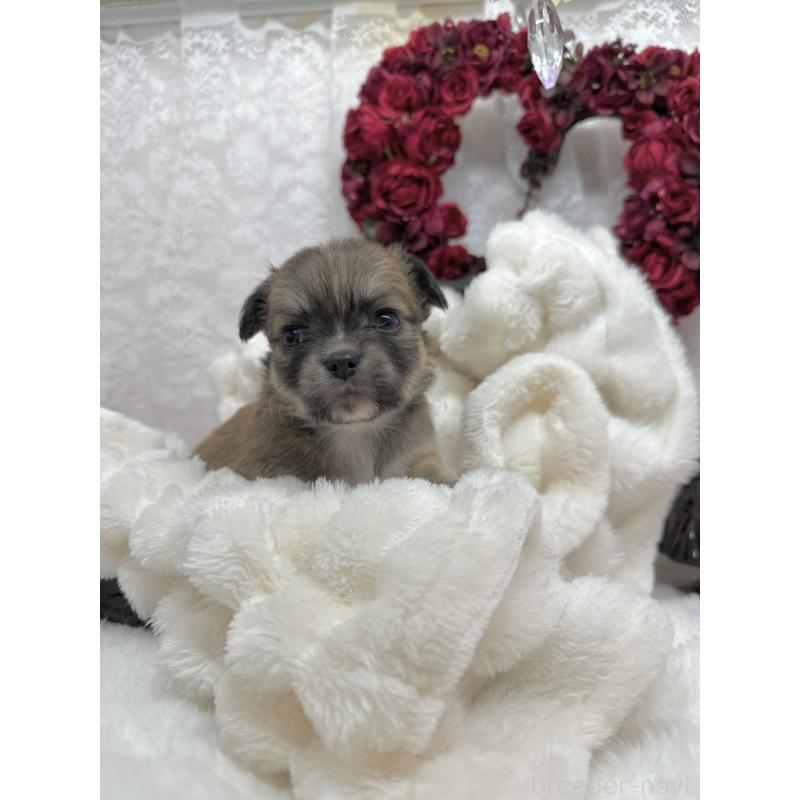 販売中の長野県のチワワ(ロングコート)-438205の4枚目