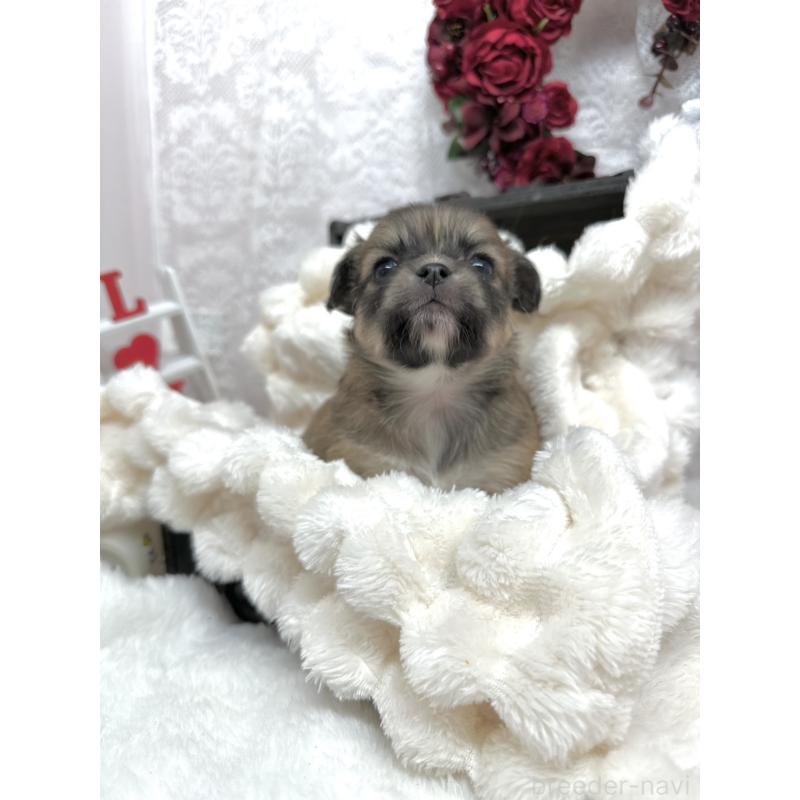 販売中の長野県のチワワ(ロングコート)-438205の3枚目