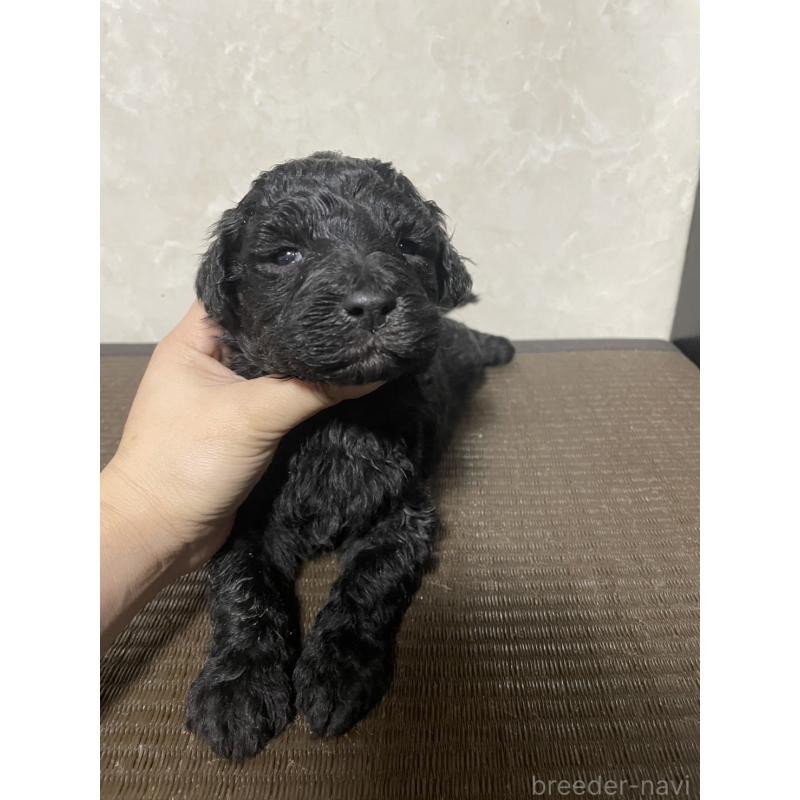 販売中の東京都のゴールデンドゥードル:ゴールデンレトリーバー×プードル-438204の5枚目