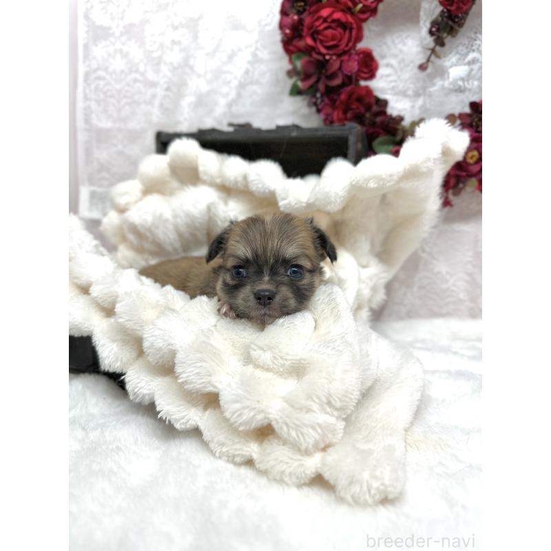 販売中の長野県のチワワ(ロングコート)-438205の2枚目