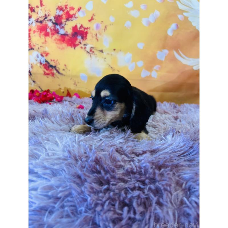 販売中の茨城県のミニチュアダックスフンド(ロングヘアード)-438214の3枚目