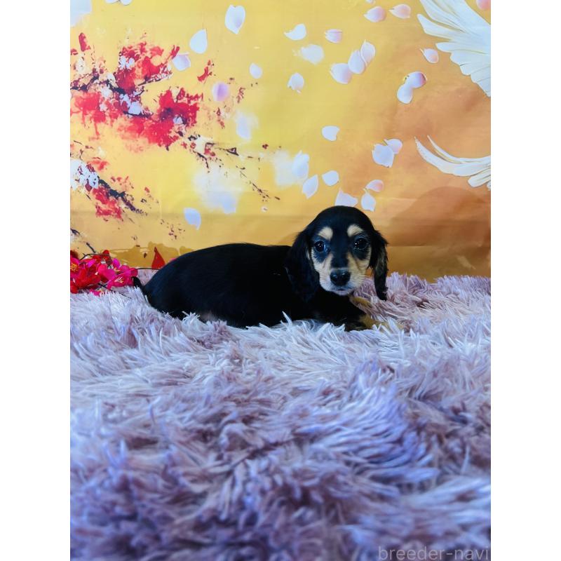 販売中の茨城県のミニチュアダックスフンド(ロングヘアード)-438214の2枚目