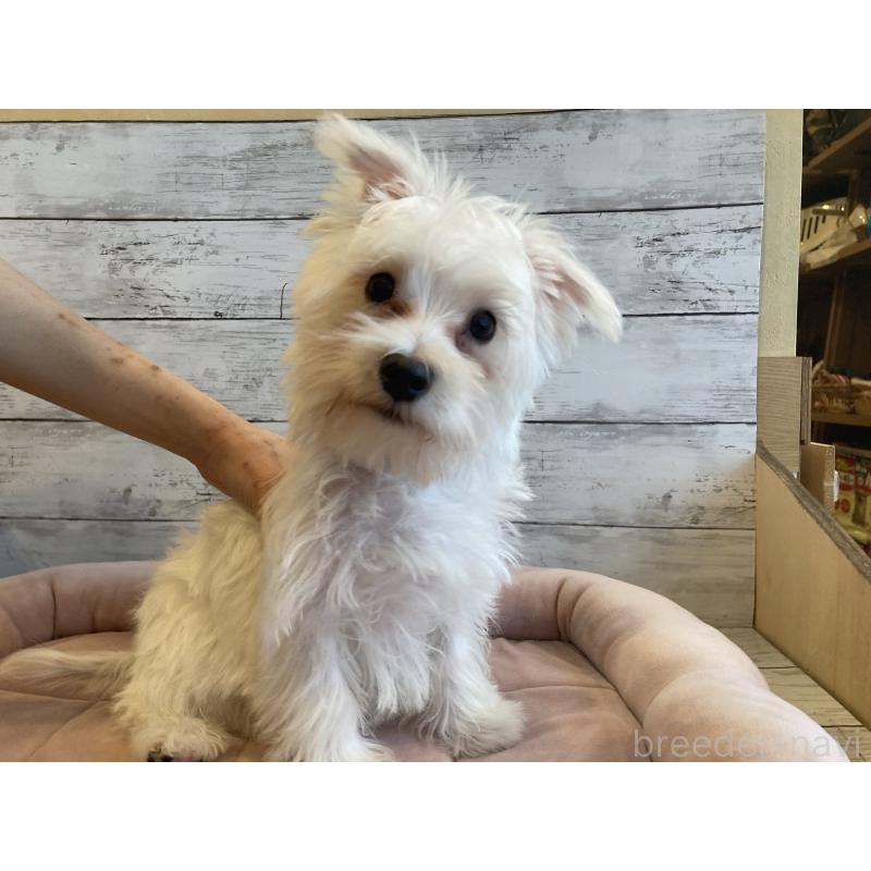 販売中の北海道のマルシュナ:マルチーズ×ミニチュアシュナウザー-427761の5枚目