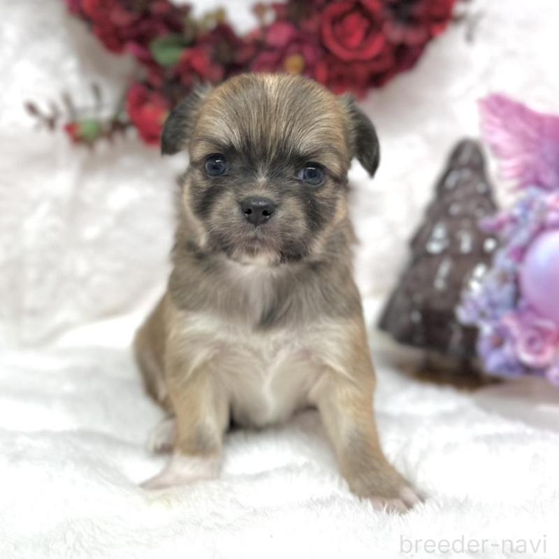 販売中の長野県のチワワ(ロングコート)-438205の1枚目