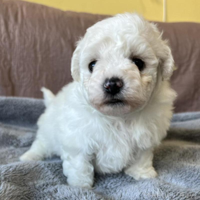 販売中の茨城県のビションフリーゼ-438206の5枚目