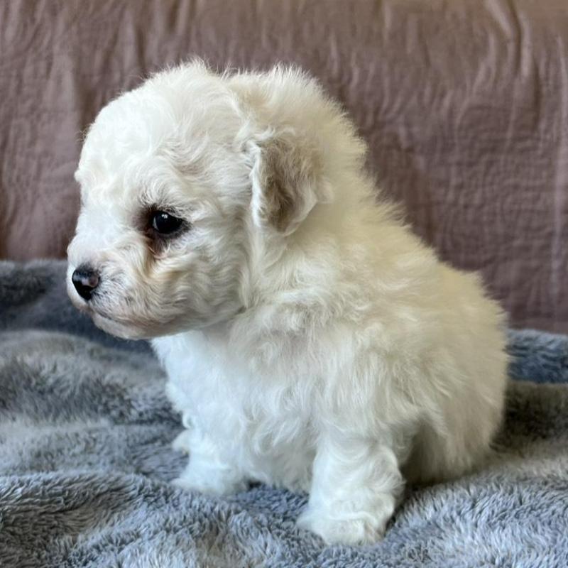 販売中の茨城県のビションフリーゼ-438206の4枚目