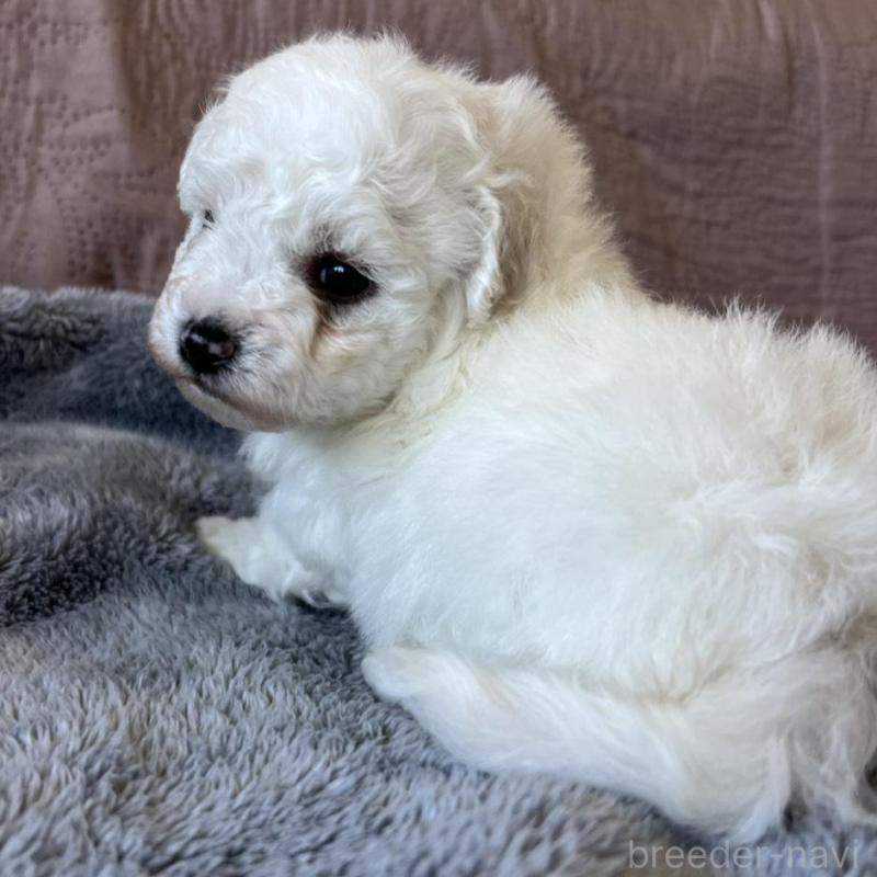 販売中の茨城県のビションフリーゼ-438206の2枚目