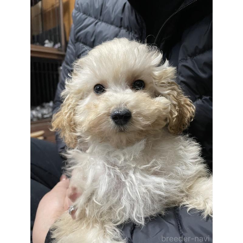 販売中の東京都のトイプードル-426565の4枚目