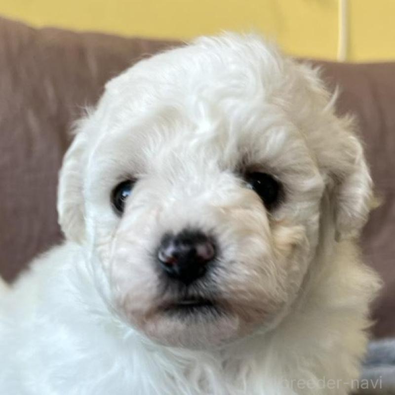 販売中の茨城県のビションフリーゼ-438206