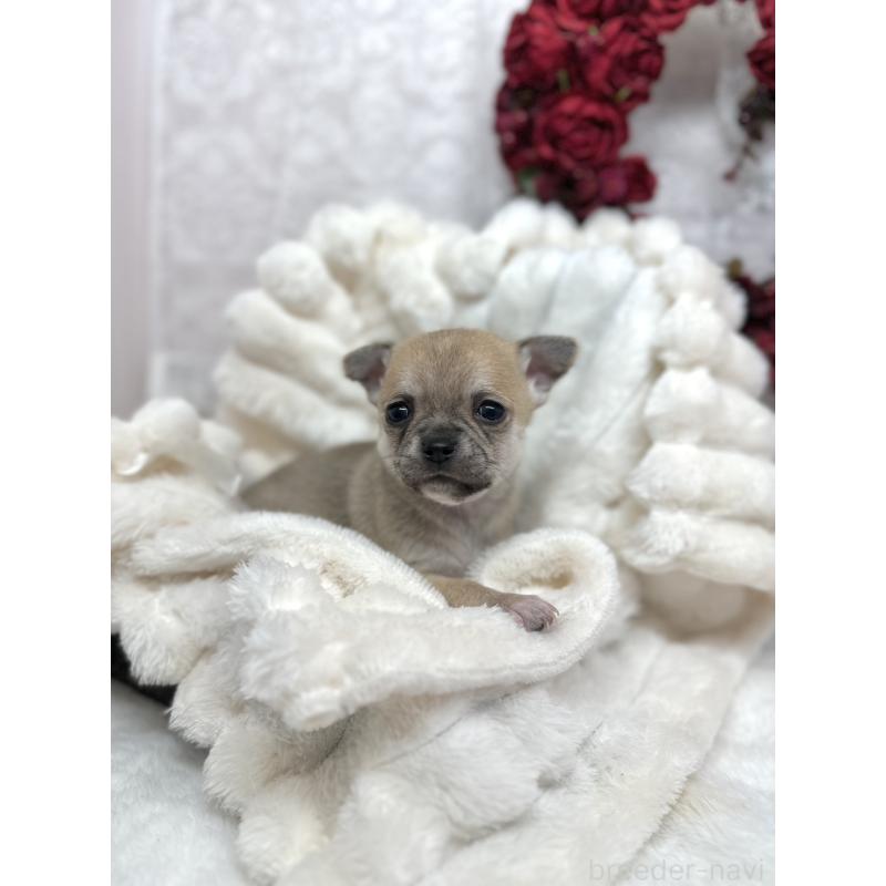 販売中の長野県のチワワ(スムースコート)-438207の5枚目