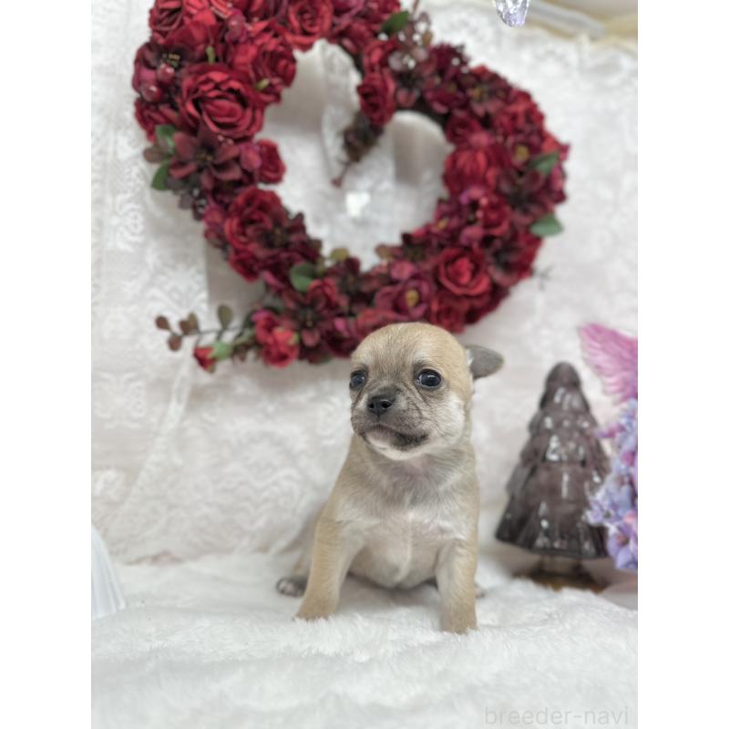 販売中の長野県のチワワ(スムースコート)-438207の4枚目