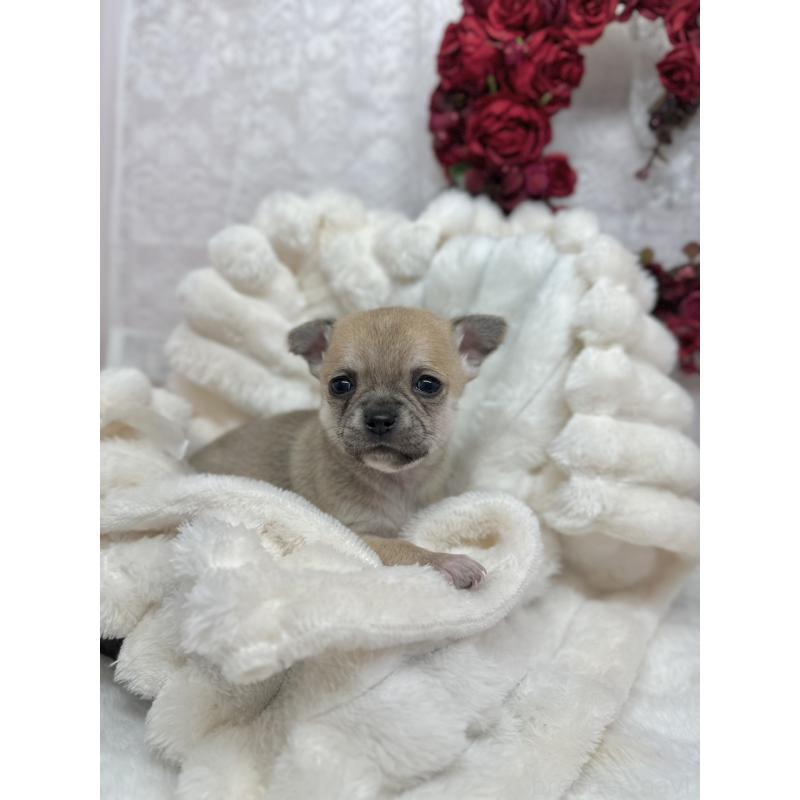 販売中の長野県のチワワ(スムースコート)-438207の3枚目