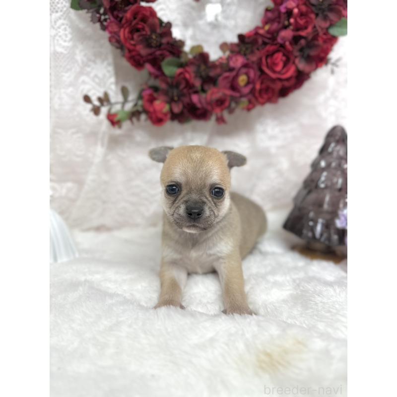 販売中の長野県のチワワ(スムースコート)-438207の2枚目