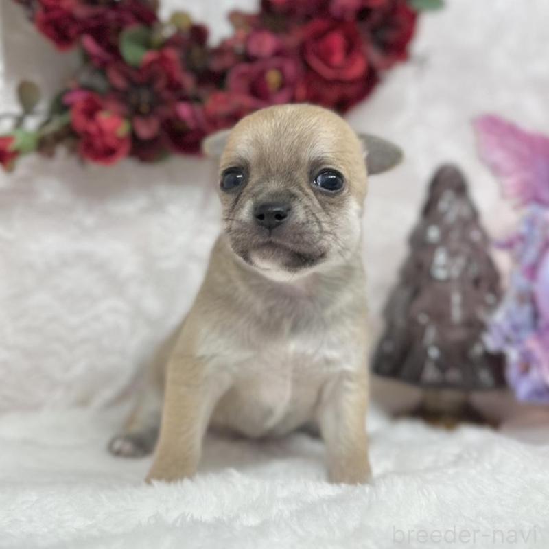 販売中の長野県のチワワ(スムースコート)-438207の1枚目