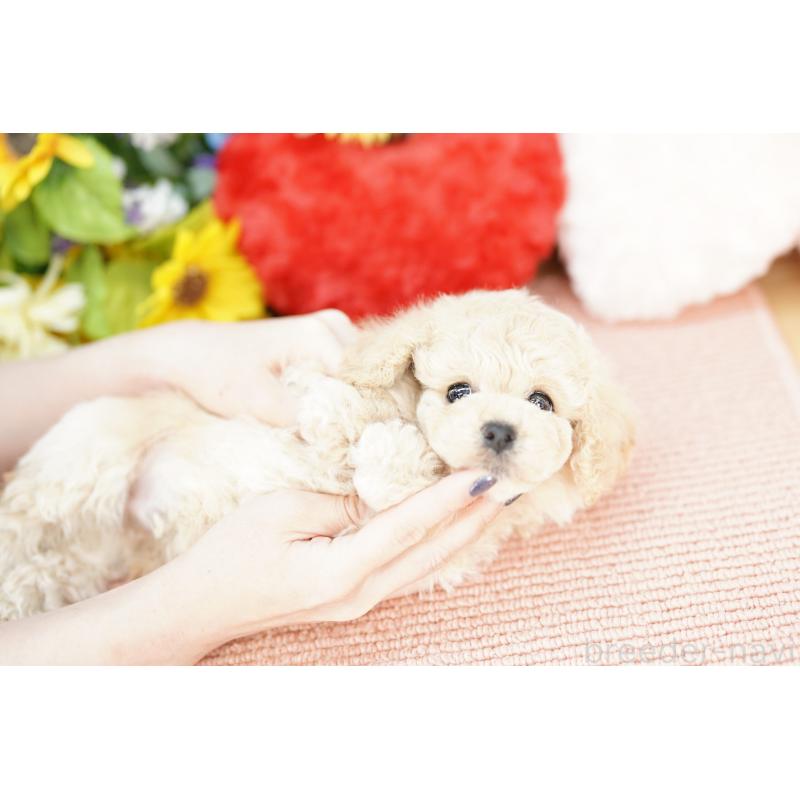 販売中の埼玉県のビションプー:ビションフリーゼ×トイプードル-438209の4枚目