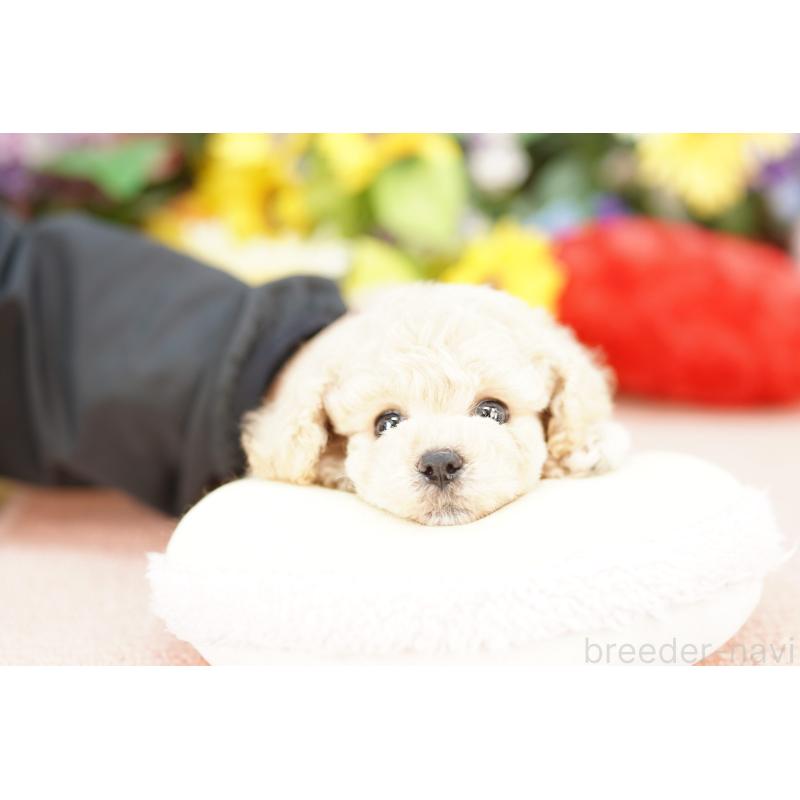 販売中の埼玉県のビションプー:ビションフリーゼ×トイプードル-438209の2枚目