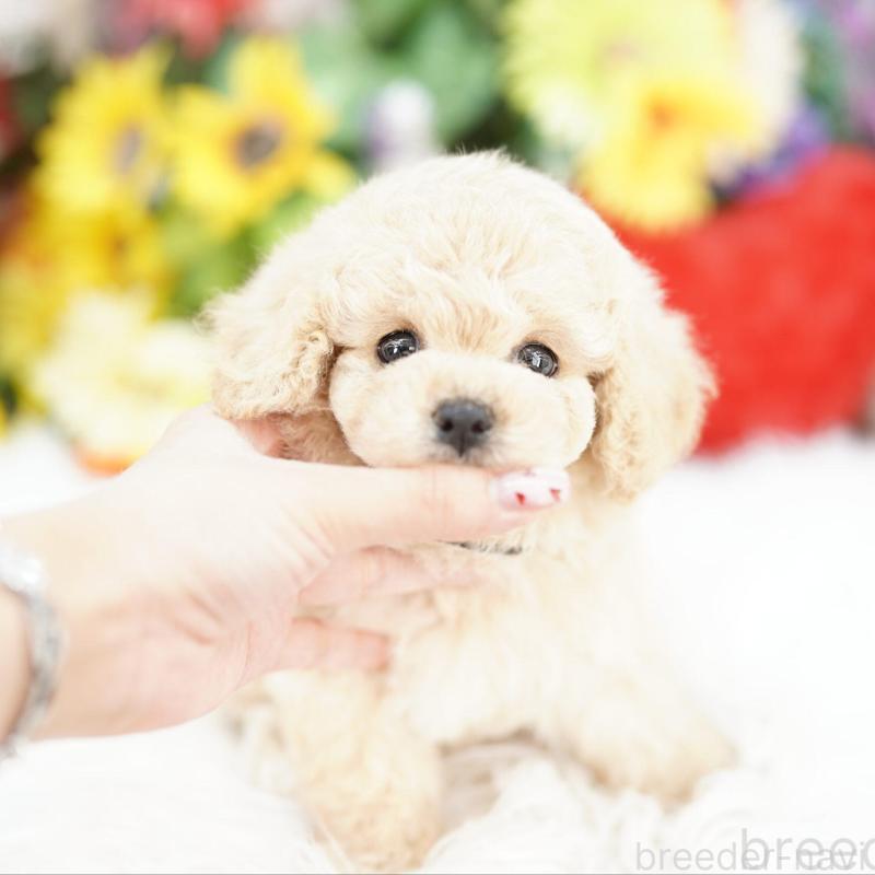 販売中の埼玉県のビションプー:ビションフリーゼ×トイプードル-438209の1枚目