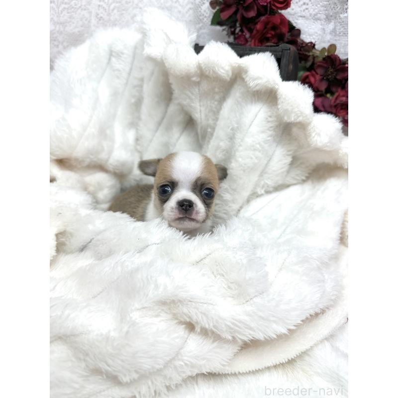 販売中の長野県のチワワ(スムースコート)-438210の5枚目