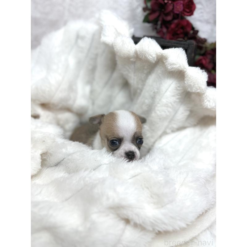 販売中の長野県のチワワ(スムースコート)-438210の4枚目