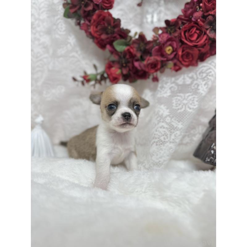 販売中の長野県のチワワ(スムースコート)-438210の3枚目