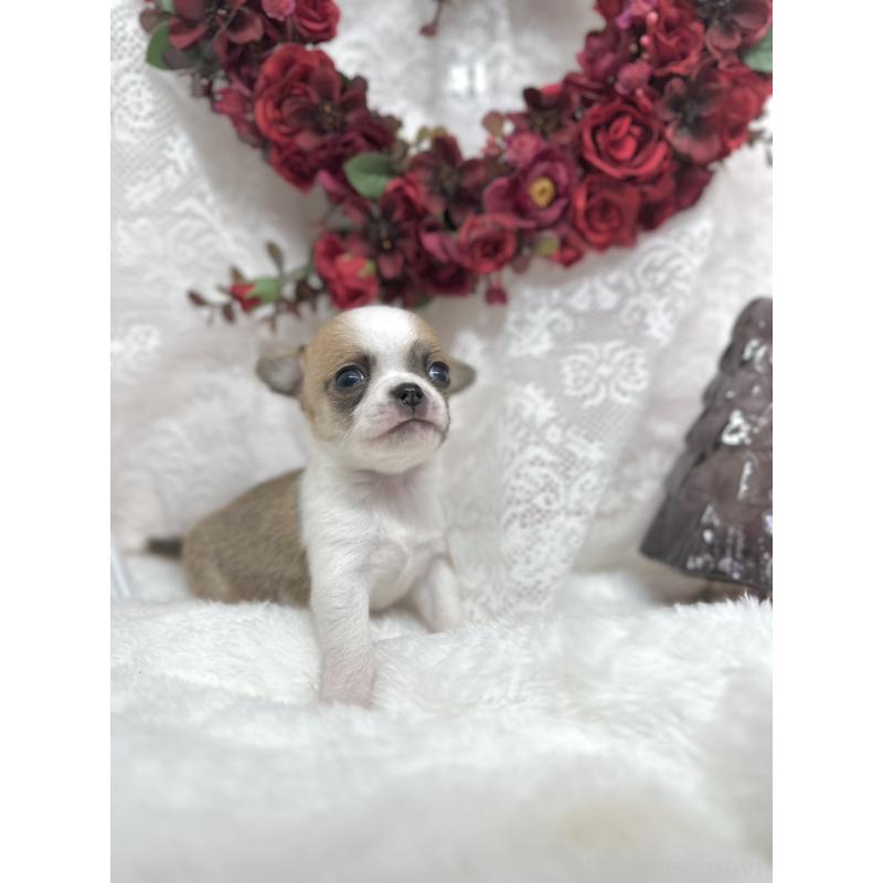 販売中の長野県のチワワ(スムースコート)-438210の2枚目