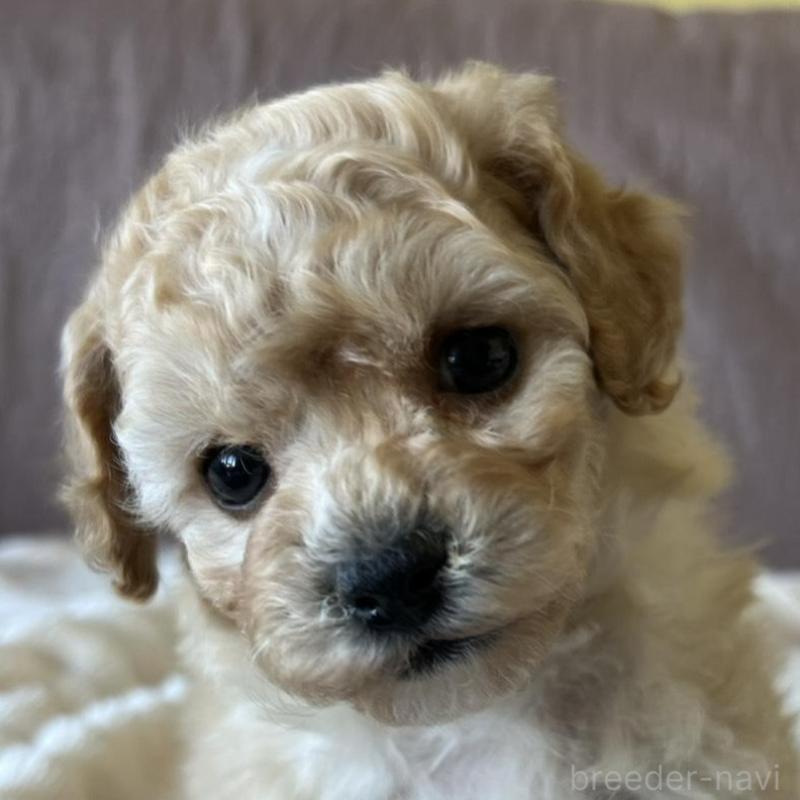 販売中の茨城県のビションプー:ビションフリーゼ×トイプードル-438211