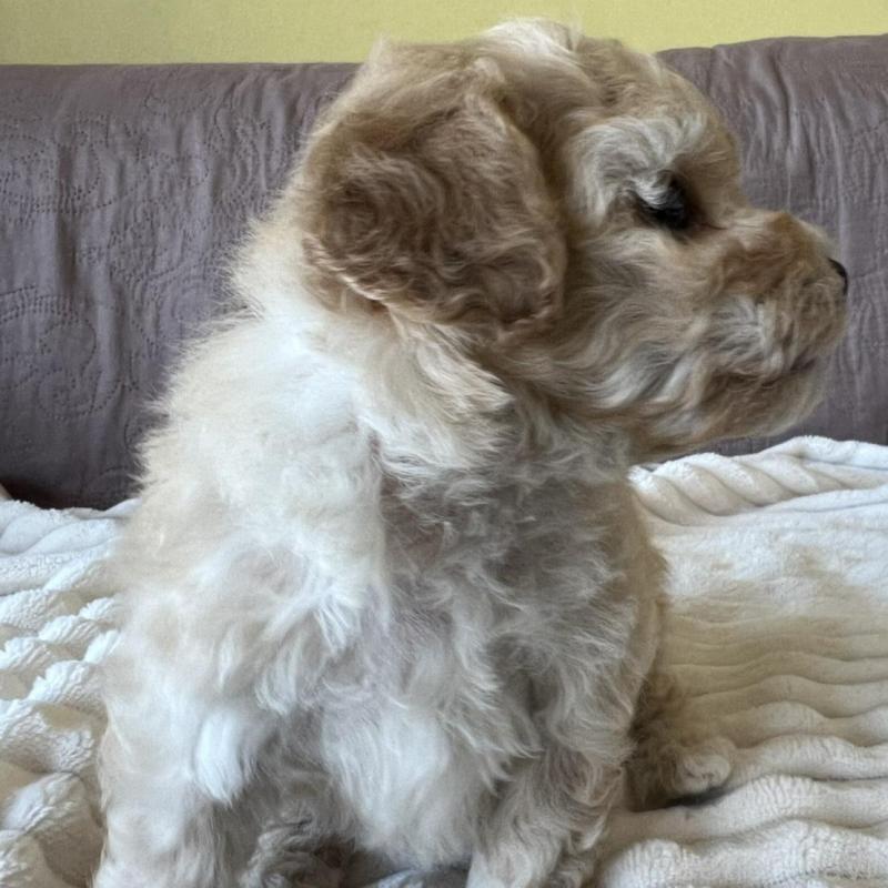 販売中の茨城県のビションプー:ビションフリーゼ×トイプードル-438211の5枚目