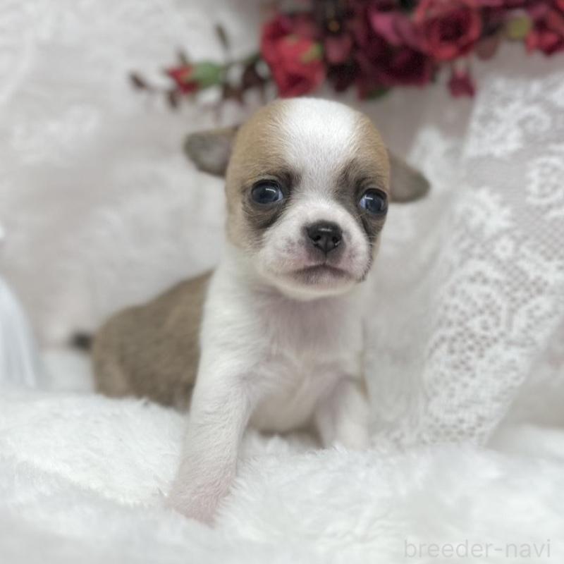 販売中の長野県のチワワ(スムースコート)-438210