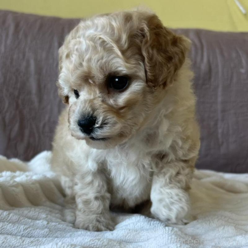 販売中の茨城県のビションプー:ビションフリーゼ×トイプードル-438211の4枚目