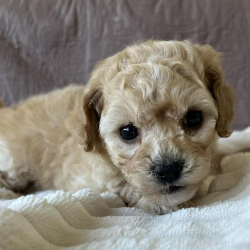 販売中の茨城県のビションプー:ビションフリーゼ×トイプードル-438211の3枚目