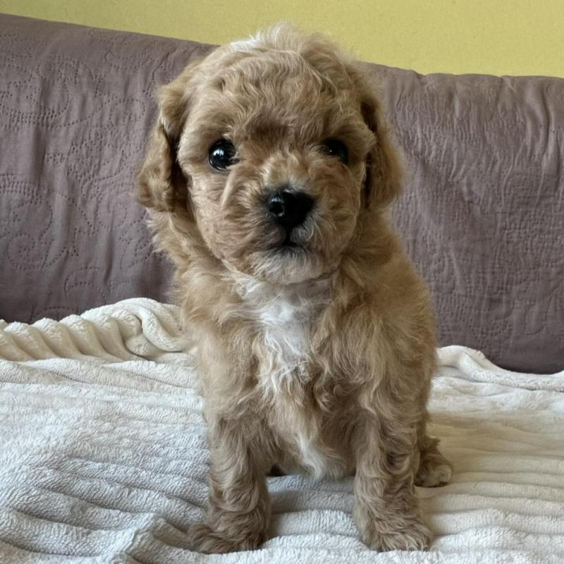 販売中の茨城県のビションプー:ビションフリーゼ×トイプードル-438213の5枚目