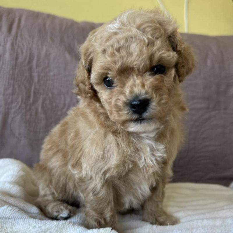 販売中の茨城県のビションプー:ビションフリーゼ×トイプードル-438213の4枚目