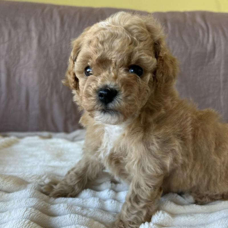 販売中の茨城県のビションプー:ビションフリーゼ×トイプードル-438213の3枚目