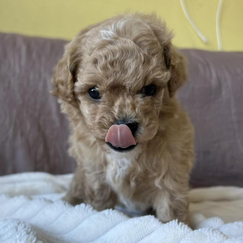 販売中の茨城県のビションプー:ビションフリーゼ×トイプードル-438213の2枚目