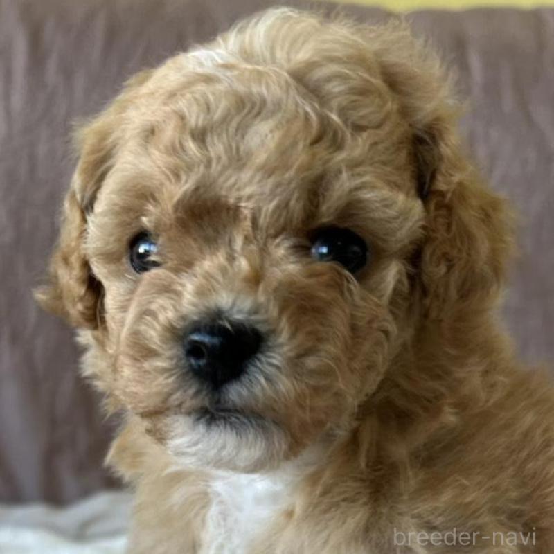 販売中の茨城県のビションプー:ビションフリーゼ×トイプードル-438213