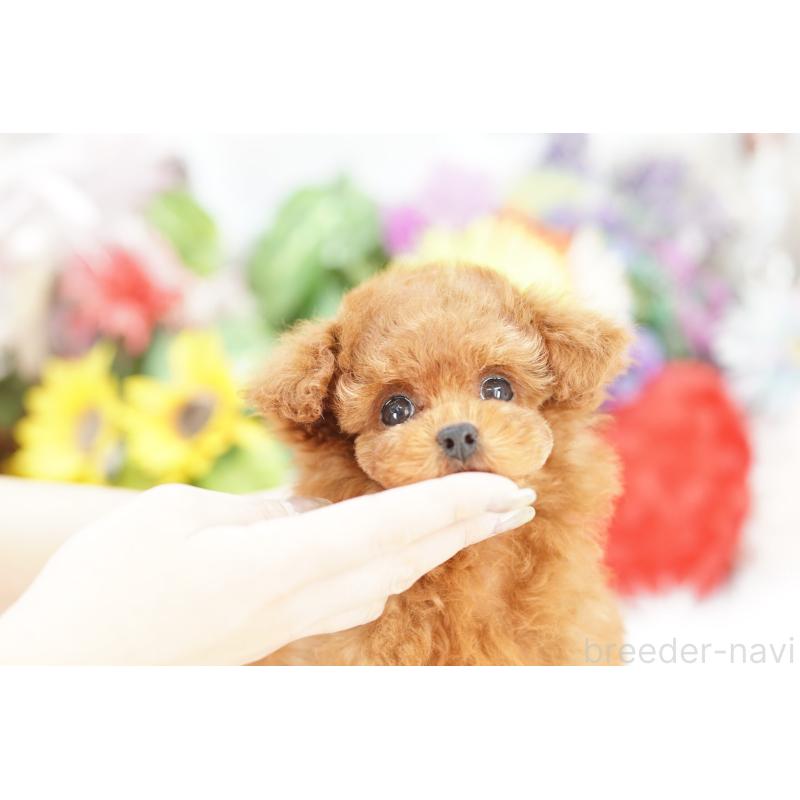 販売中の埼玉県のトイプードル-438215の4枚目