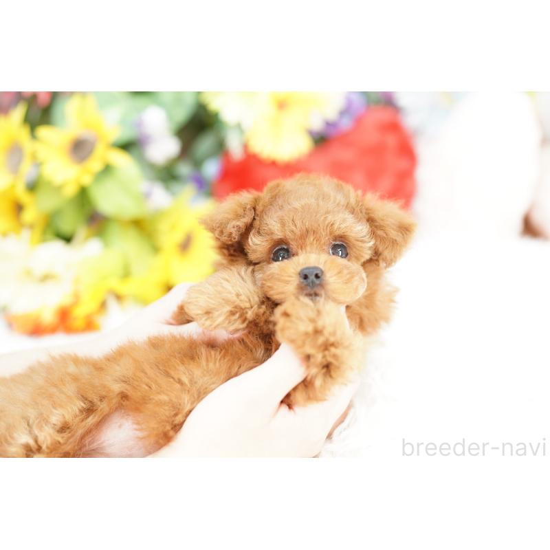 販売中の埼玉県のトイプードル-438215の3枚目