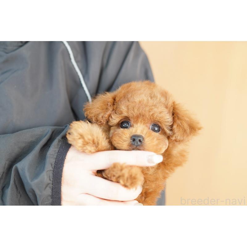 販売中の埼玉県のトイプードル-438215の2枚目