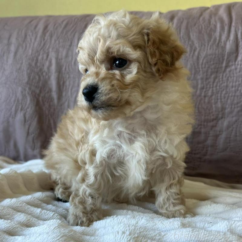 販売中の茨城県のビションプー:ビションフリーゼ×トイプードル-438216の4枚目