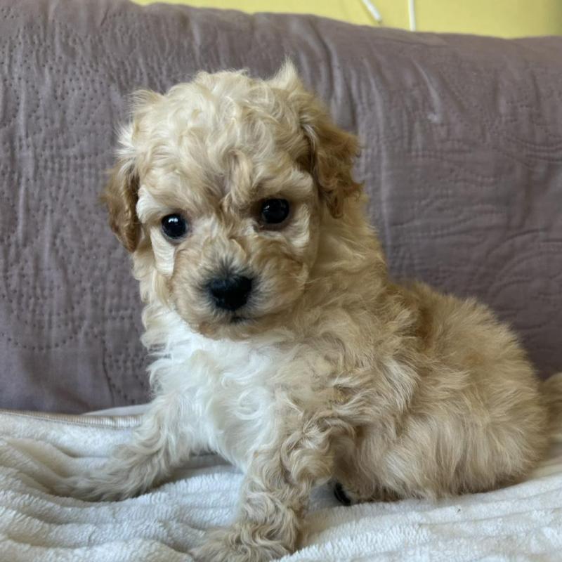 販売中の茨城県のビションプー:ビションフリーゼ×トイプードル-438216の3枚目