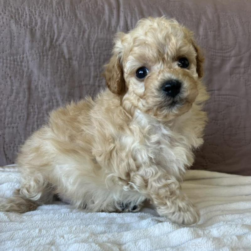 販売中の茨城県のビションプー:ビションフリーゼ×トイプードル-438216の2枚目